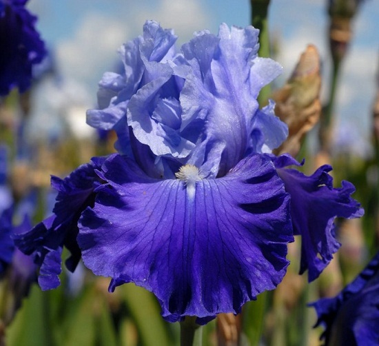 Як виростити прекрасні квіти іриси: все про посадку та догляд, фото та назви сортів baltic kopiya, 11, Як виростити прекрасні квіти іриси: все про посадку та догляд, фото та назви сортів цветы ирисы