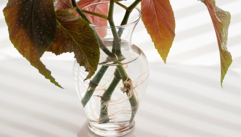 Як виростити бегонію? Догляд у домашніх умовах. Назви сортів з фото begonia 12, 13, Як виростити бегонію? Догляд у домашніх умовах. Назви сортів з фото бегонія