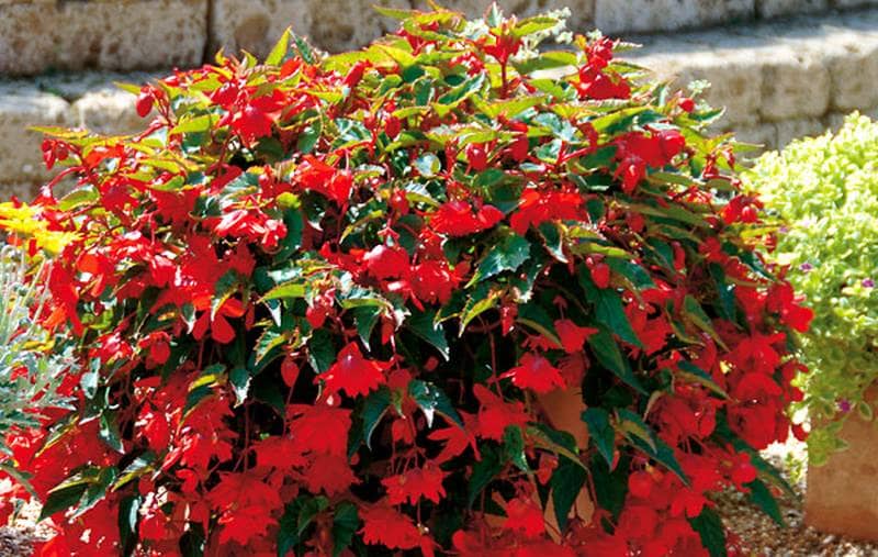 Як виростити бегонію? Догляд у домашніх умовах. Назви сортів з фото begonia belleconia, 9, Як виростити бегонію? Догляд у домашніх умовах. Назви сортів з фото бегонія