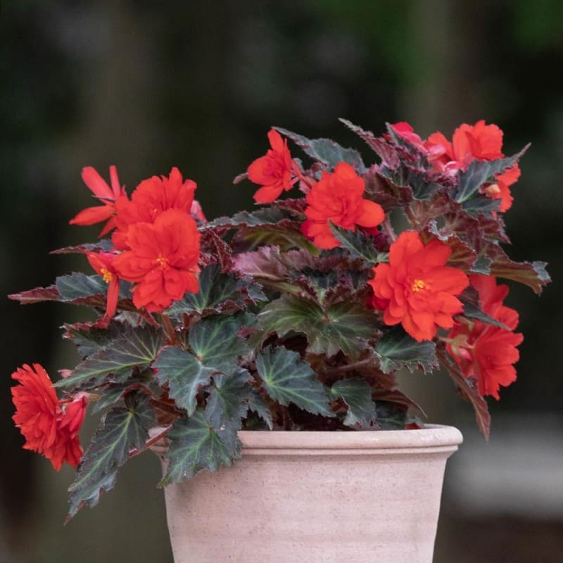 Як виростити бегонію? Догляд у домашніх умовах. Назви сортів з фото begonia coral, 6, Як виростити бегонію? Догляд у домашніх умовах. Назви сортів з фото бегонія