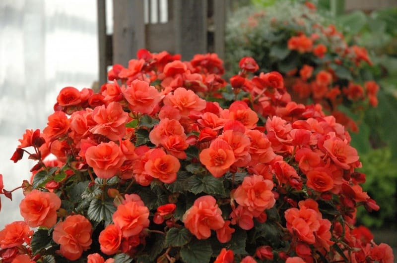 Як виростити бегонію? Догляд у домашніх умовах. Назви сортів з фото begonia solenia, 3, Як виростити бегонію? Догляд у домашніх умовах. Назви сортів з фото бегонія