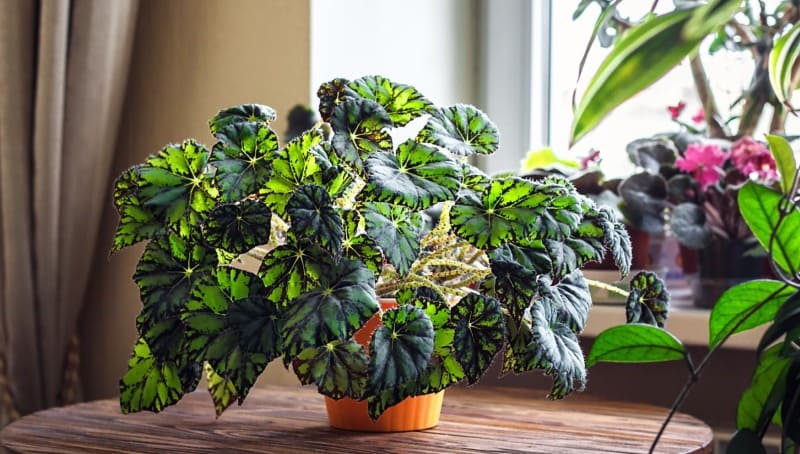 Як виростити бегонію? Догляд у домашніх умовах. Назви сортів з фото begonia tiger2, 5, Як виростити бегонію? Догляд у домашніх умовах. Назви сортів з фото бегонія