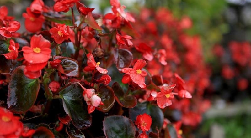 Як виростити бегонію? Догляд у домашніх умовах. Назви сортів з фото begonia vechnocvetushaja, 7, Як виростити бегонію? Догляд у домашніх умовах. Назви сортів з фото бегонія