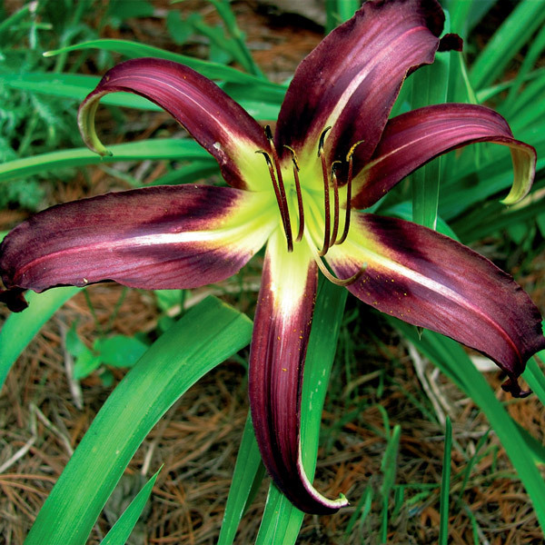 Лілійник: все про посадку та догляд, сорти з фото blek, 10, Лілійник: все про посадку та догляд, сорти з фото Цветок лилейник