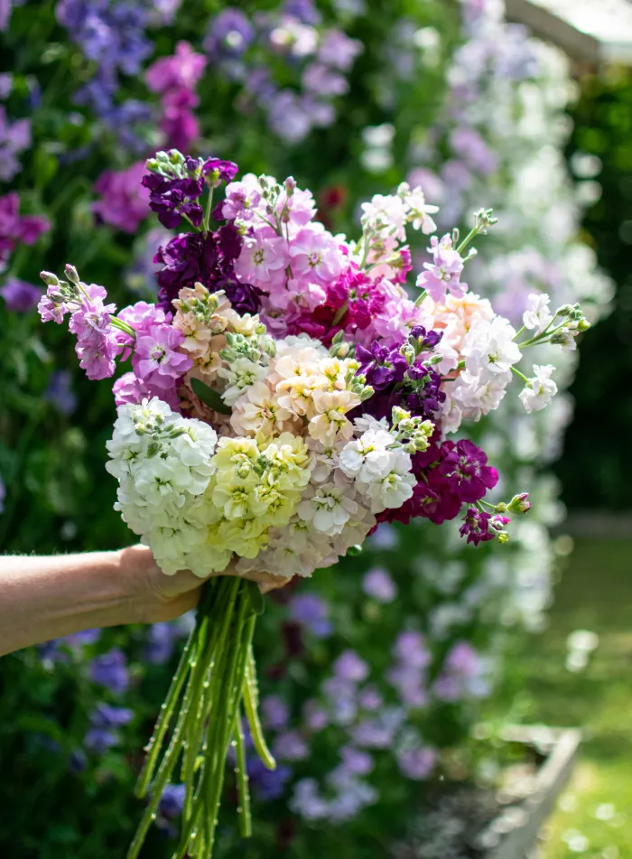 Розкішна квітка Матіола (левкой): опис, догляд. Коли садити на розсаду? buket, 4, Розкішна квітка Матіола (левкой): опис, догляд. Коли садити на розсаду? матіола