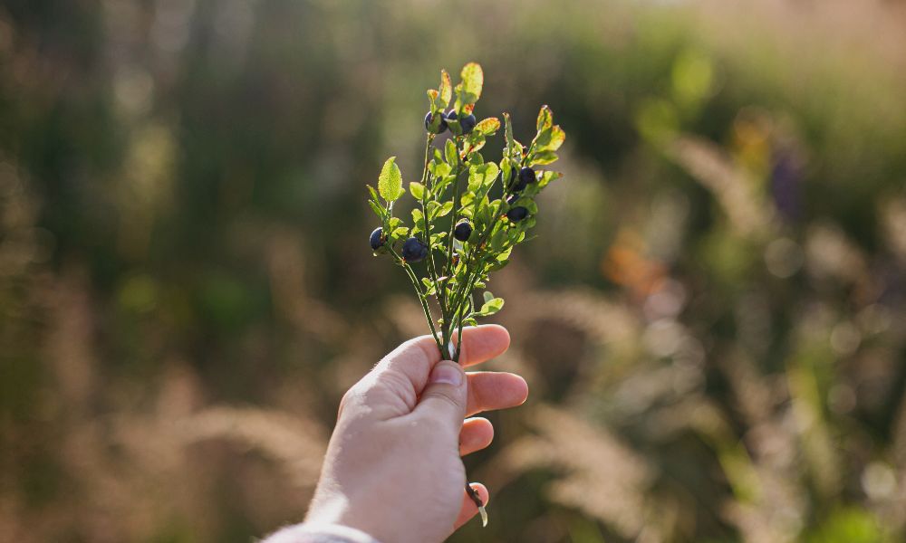 chernika 12, 1, Ягода, яка лікує: чим корисна чорниця для організму чорниця