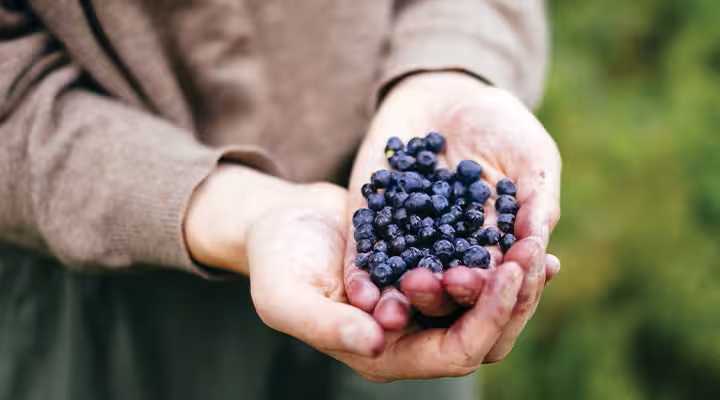 chernika 1 2, 6, Ягода, яка лікує: чим корисна чорниця для організму чорниця