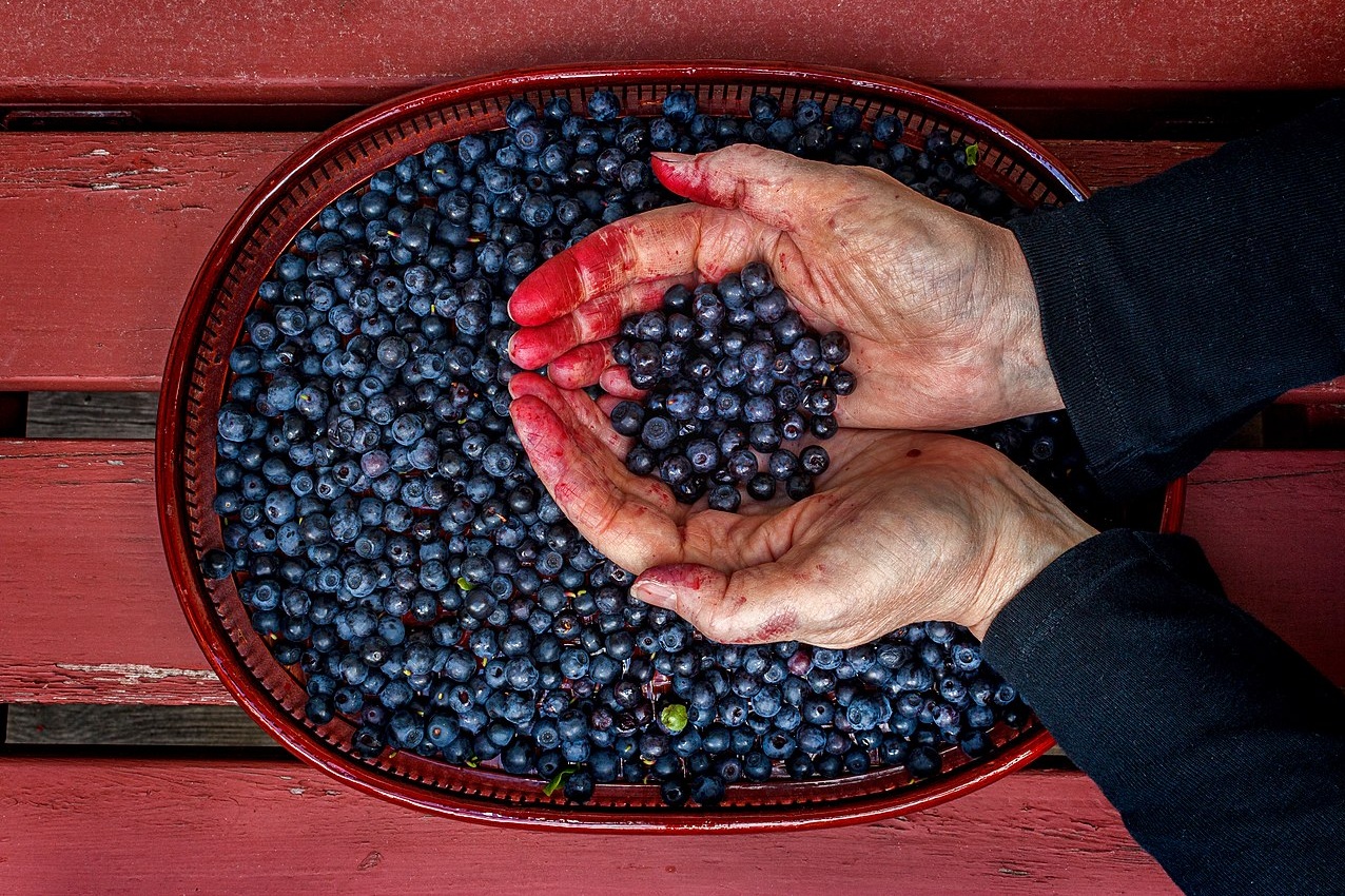 chernika 1 4, 5, Ягода, яка лікує: чим корисна чорниця для організму чорниця