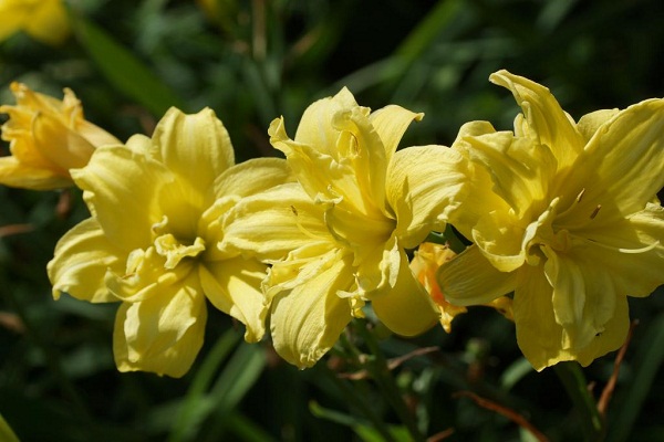 Лілійник: все про посадку та догляд, сорти з фото dabl river2, 11, Лілійник: все про посадку та догляд, сорти з фото Цветок лилейник