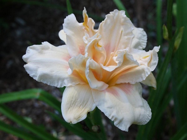 Лілійник: все про посадку та догляд, сорти з фото e56ff0, 16, Лілійник: все про посадку та догляд, сорти з фото Цветок лилейник