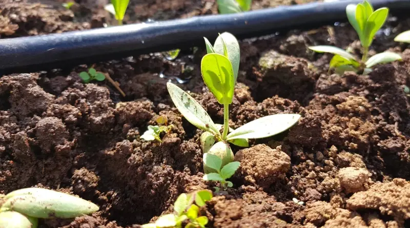 Молодий саджанець еустоми в ґрунті з системою крапельного поливу