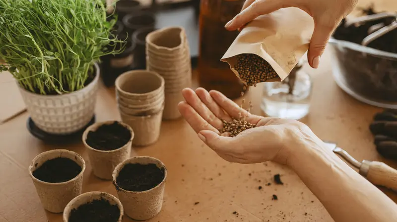 Процес висипання дрібного насіння еустоми з паперового пакета на долоню