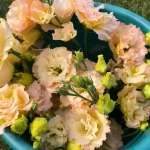 Квітка еустома (фото): все про види, особливості догляду та правила посадки , 11, Квітка еустома (фото): все про види, особливості догляду та правила посадки еустома