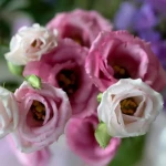 eustoma18, 10, Квітка еустома (фото): все про види, особливості догляду та правила посадки еустома