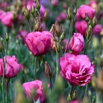 Квітка еустома (фото): все про види, особливості догляду та правила посадки , 1, Квітка еустома (фото): все про види, особливості догляду та правила посадки еустома