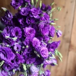 Квітка еустома (фото): все про види, особливості догляду та правила посадки , 9, Квітка еустома (фото): все про види, особливості догляду та правила посадки еустома