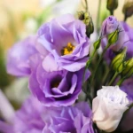 eustoma26, 2, Квітка еустома (фото): все про види, особливості догляду та правила посадки еустома