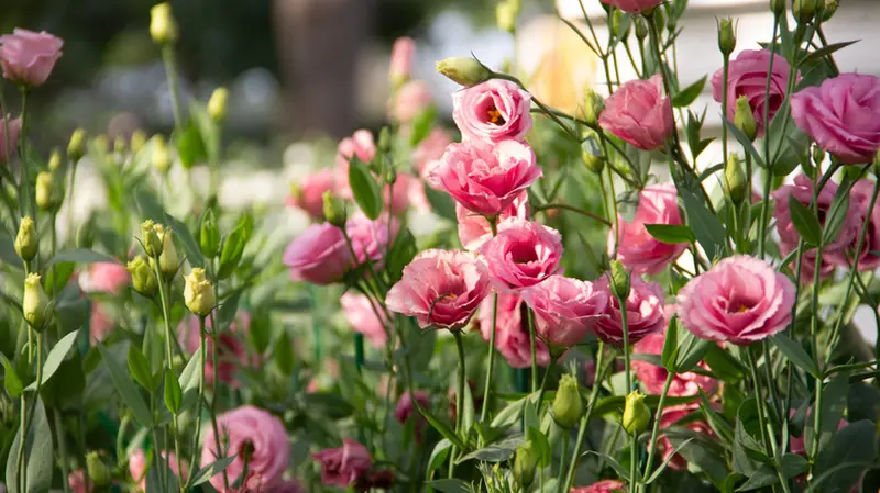 Крупний план квітучої рожевої еустоми з ніжними багатошаровими пелюстками в саду