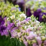 eustoma30, 4, Квітка еустома (фото): все про види, особливості догляду та правила посадки еустома