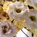 eustoma32, 6, Квітка еустома (фото): все про види, особливості догляду та правила посадки еустома