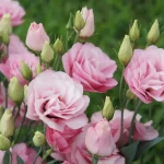 Квітка еустома (фото): все про види, особливості догляду та правила посадки , 5, Квітка еустома (фото): все про види, особливості догляду та правила посадки еустома