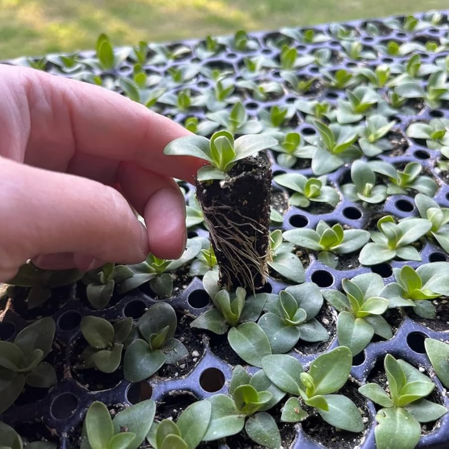 Процес пересадки маленької розсади еустоми з торф’яним комом у касету