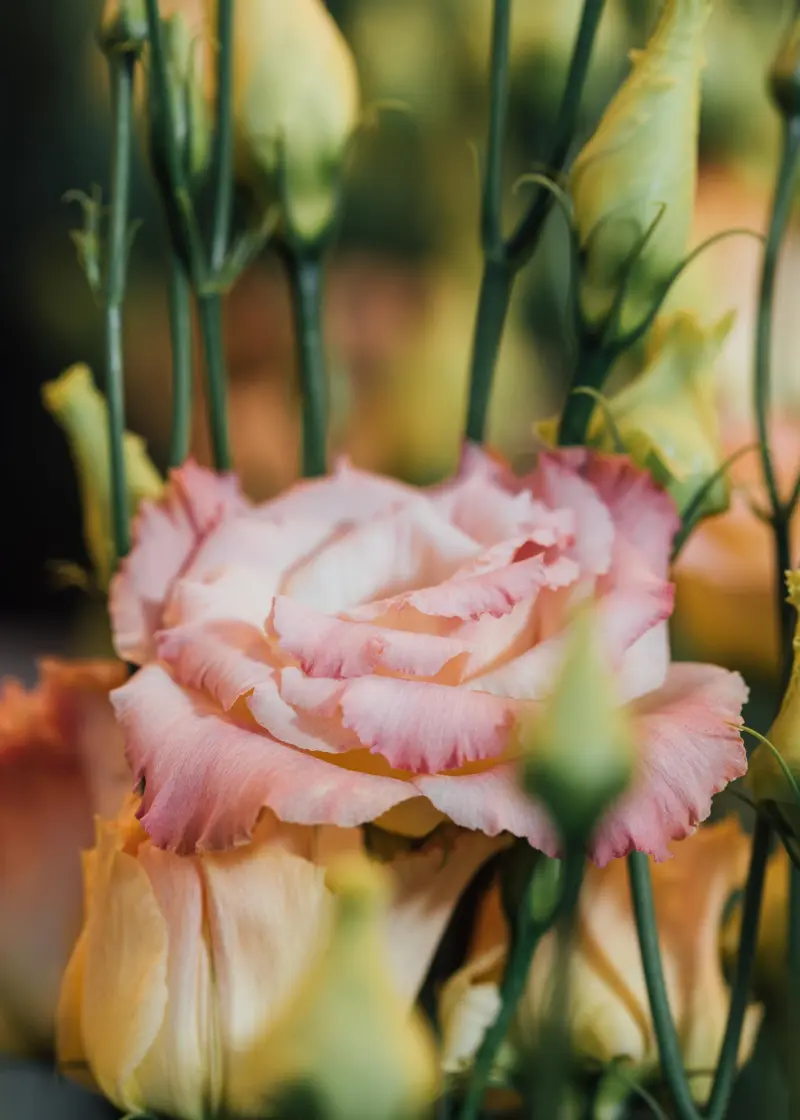 Крупний план квітки рожевої еустоми з ніжними хвилястими пелюстками