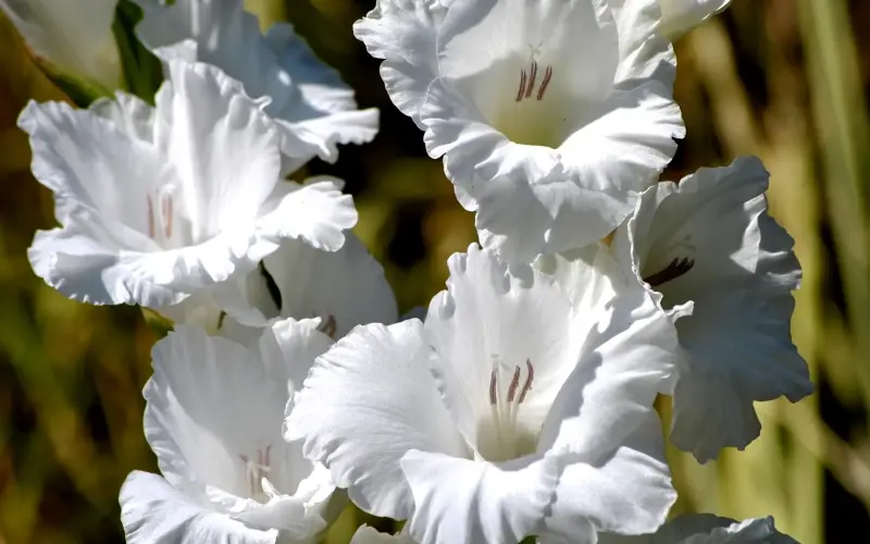 Чисто-білий гладіолус сорту Білосніжка