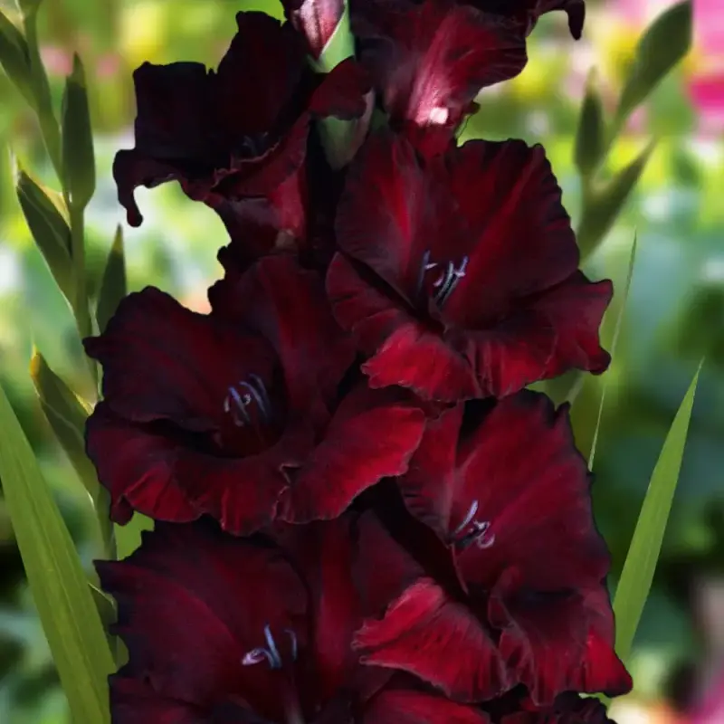 Темно-бордовий гладіолус Чорний оксамит з гофрованими пелюстками