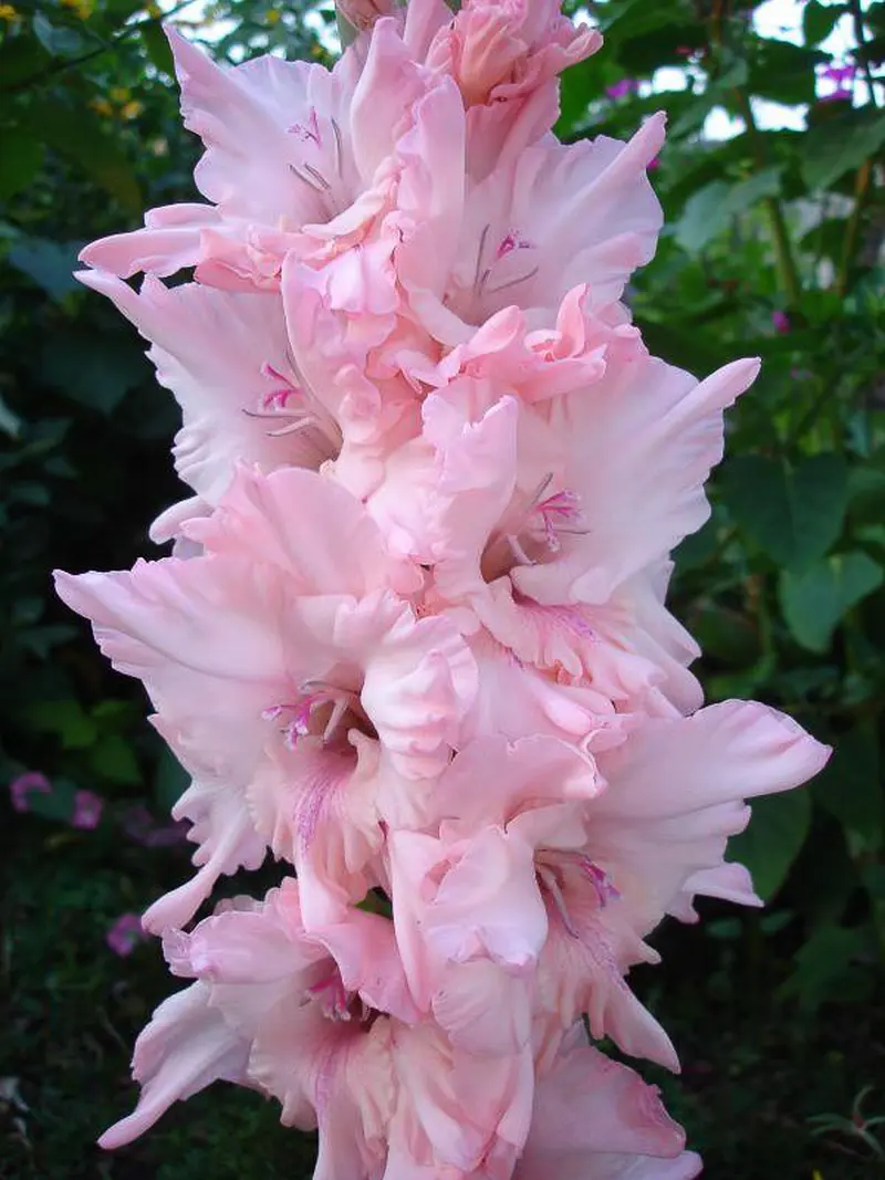 Світло-рожевий гладіолус сорту Ніжність