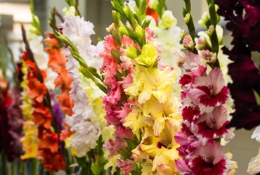 Як виростити розкішні гладіолуси: все про умови та догляд, а також опис сортів з фото , 2, Як виростити розкішні гладіолуси: все про умови та догляд, а також опис сортів з фото алоказия