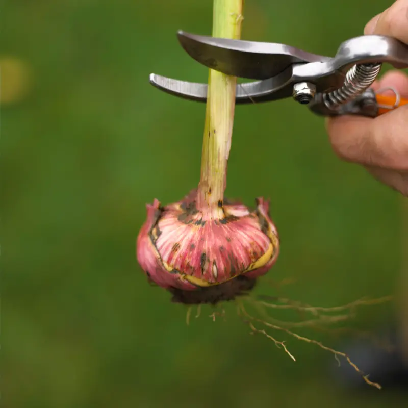 Садівник зрізає стебло з уже викопаної цибулини гладіолуса