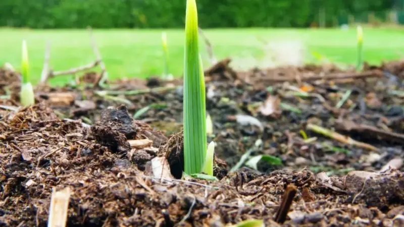 Перші зелені пагони гладіолусів, що проростають із землі
