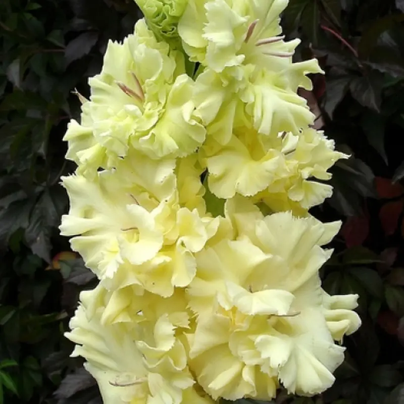 Ніжно-жовтий гладіолус Золота Антилопа