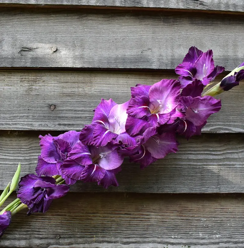 Гладіолус сорту Блиск сапфіру з блакитно-фіолетовими пелюстками
