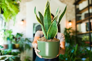 Квітка сансевієрія (Тещин язик): опис, сорти, догляд в домашніх умовах , 73, Квітка сансевієрія (Тещин язик): опис, сорти, догляд в домашніх умовах стрижки для дівчаток-підлітків