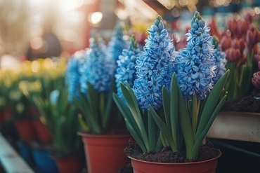 Що робити з гіацинтом у горщику: догляд у домашніх умовах, пересадка. Вирощування гіацинтів. Прикмети , 58, Що робити з гіацинтом у горщику: догляд у домашніх умовах, пересадка. Вирощування гіацинтів. Прикмети Акцентная стена