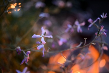 Квітка Маттіола дворога (нічна фіалка): опис, сорти, догляд. Як вирощувати? , 42, Квітка Маттіола дворога (нічна фіалка): опис, сорти, догляд. Як вирощувати? Омолоджуючі стрижки