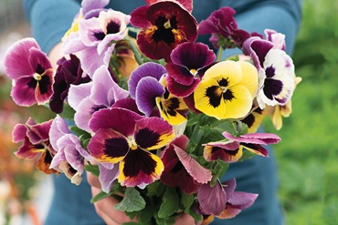 Як виростити прекрасні Анютині глазки на клумбі: все про догляд, багато фото , 26, Як виростити прекрасні Анютині глазки на клумбі: все про догляд, багато фото мамі на Новий рік