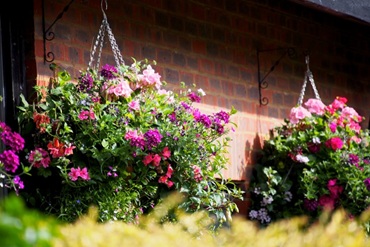 Ампельні квіти для кашпо на вулиці: назви та описи , 23, Ампельні квіти для кашпо на вулиці: назви та описи зачіски для овальної обличчя