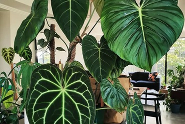 glavn 82, 42, Квітка кімнатна філодендрон: сорти, опис, догляд у домашніх умовах люстра в гостиную