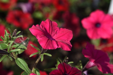 Розкішна петунія Тайдал: опис, сорти з фото, догляд , 29, Розкішна петунія Тайдал: опис, сорти з фото, догляд модульная мебель