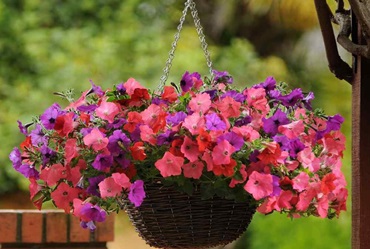 Коли сіяти петунію на розсаду у 2026 році , 72, Коли сіяти петунію на розсаду у 2026 році стрижки с челкой