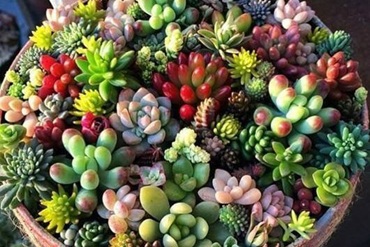 35 красивих, незвичайних сукулентів, які прикрасять ваш будинок: назви з фото , 48, 35 красивих, незвичайних сукулентів, які прикрасять ваш будинок: назви з фото дизайн детской комнаты для девочки