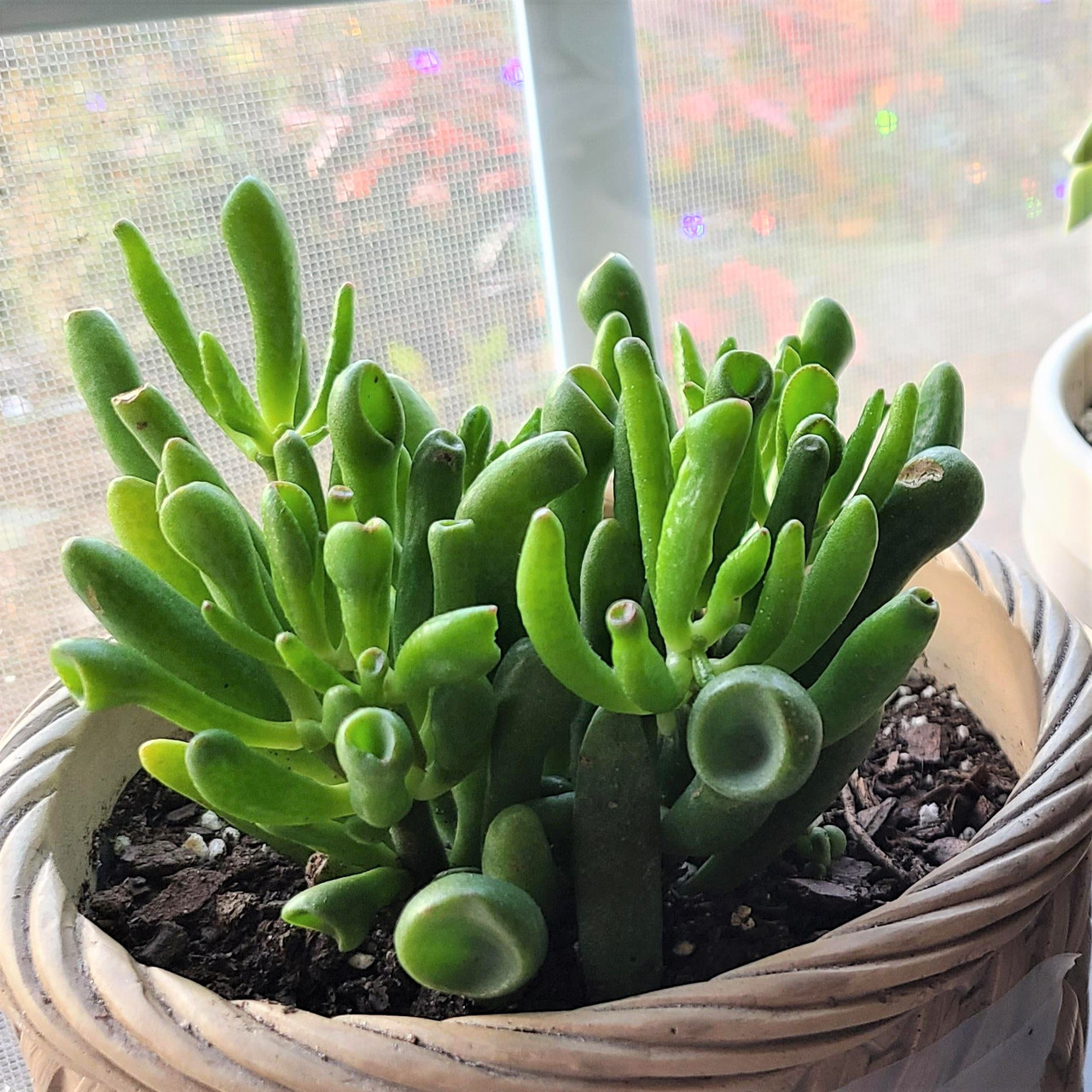 Квітка Крассула – види, догляд у домашніх умовах. Як зробити, щоб Грошове дерево приносило удачу? gollum, 4, Квітка Крассула – види, догляд у домашніх умовах. Як зробити, щоб Грошове дерево приносило удачу? крассула