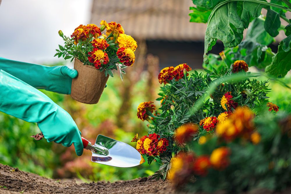 Квіти чорнобривці (фото): назви сортів, опис, все про догляд grunt, 9, Квіти чорнобривці (фото): назви сортів, опис, все про догляд чорнобривці