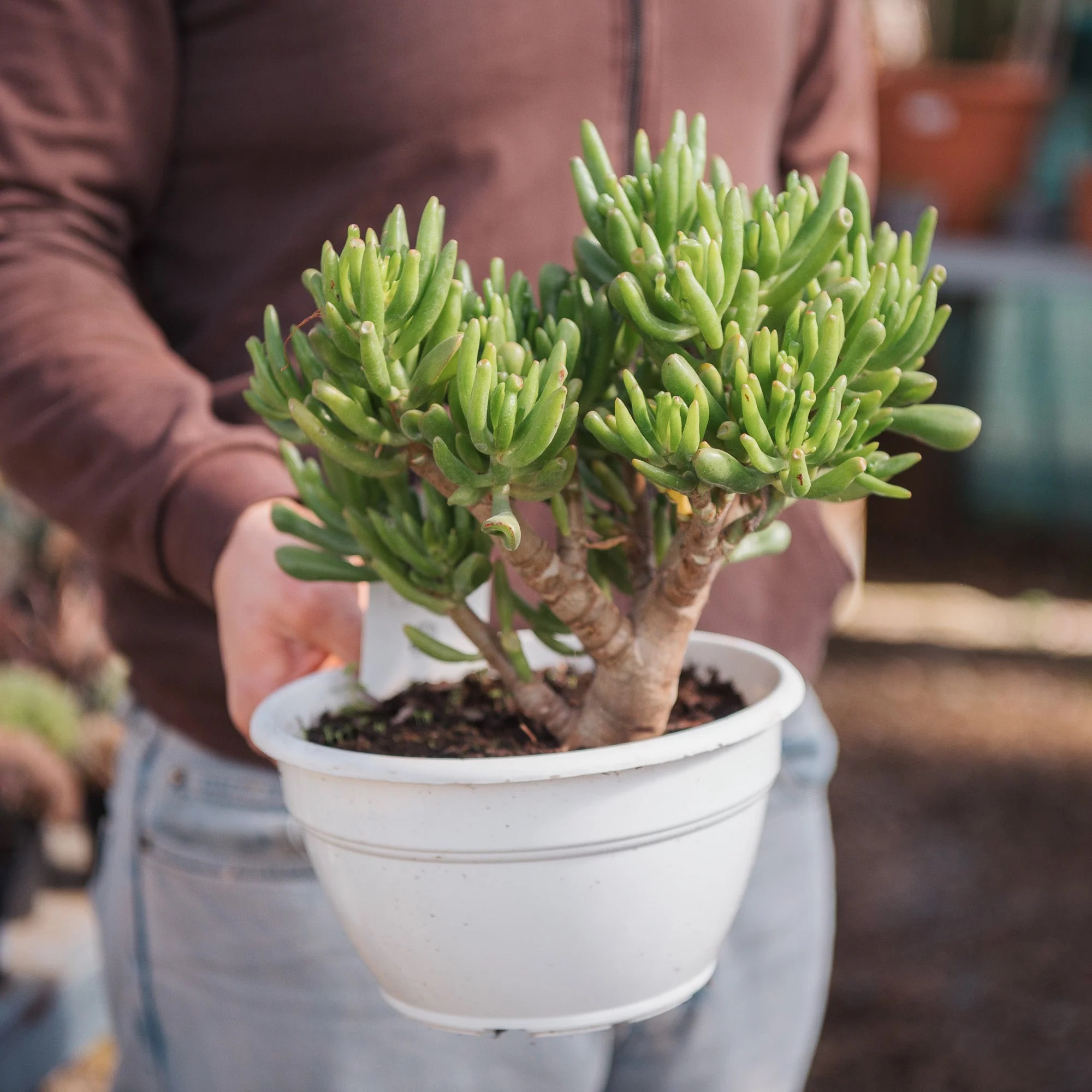 Квітка Крассула – види, догляд у домашніх умовах. Як зробити, щоб Грошове дерево приносило удачу? hobbit2, 3, Квітка Крассула – види, догляд у домашніх умовах. Як зробити, щоб Грошове дерево приносило удачу? крассула