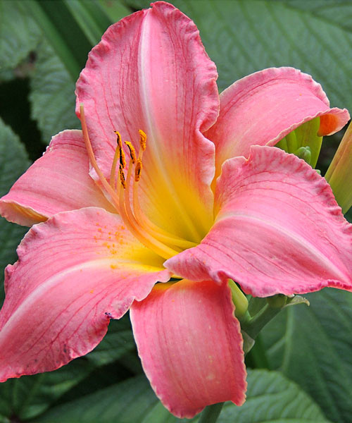 Лілійник: все про посадку та догляд, сорти з фото hols, 4, Лілійник: все про посадку та догляд, сорти з фото Цветок лилейник