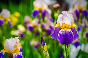 Як виростити прекрасні квіти іриси: все про посадку та догляд, фото та назви сортів , 13, Як виростити прекрасні квіти іриси: все про посадку та догляд, фото та назви сортів семена чиа