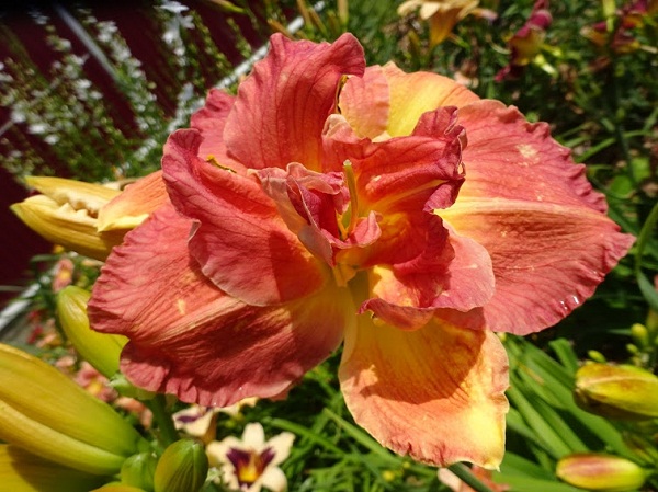 Лілійник: все про посадку та догляд, сорти з фото lon, 19, Лілійник: все про посадку та догляд, сорти з фото Цветок лилейник